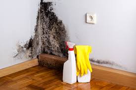 Mold Removal Services